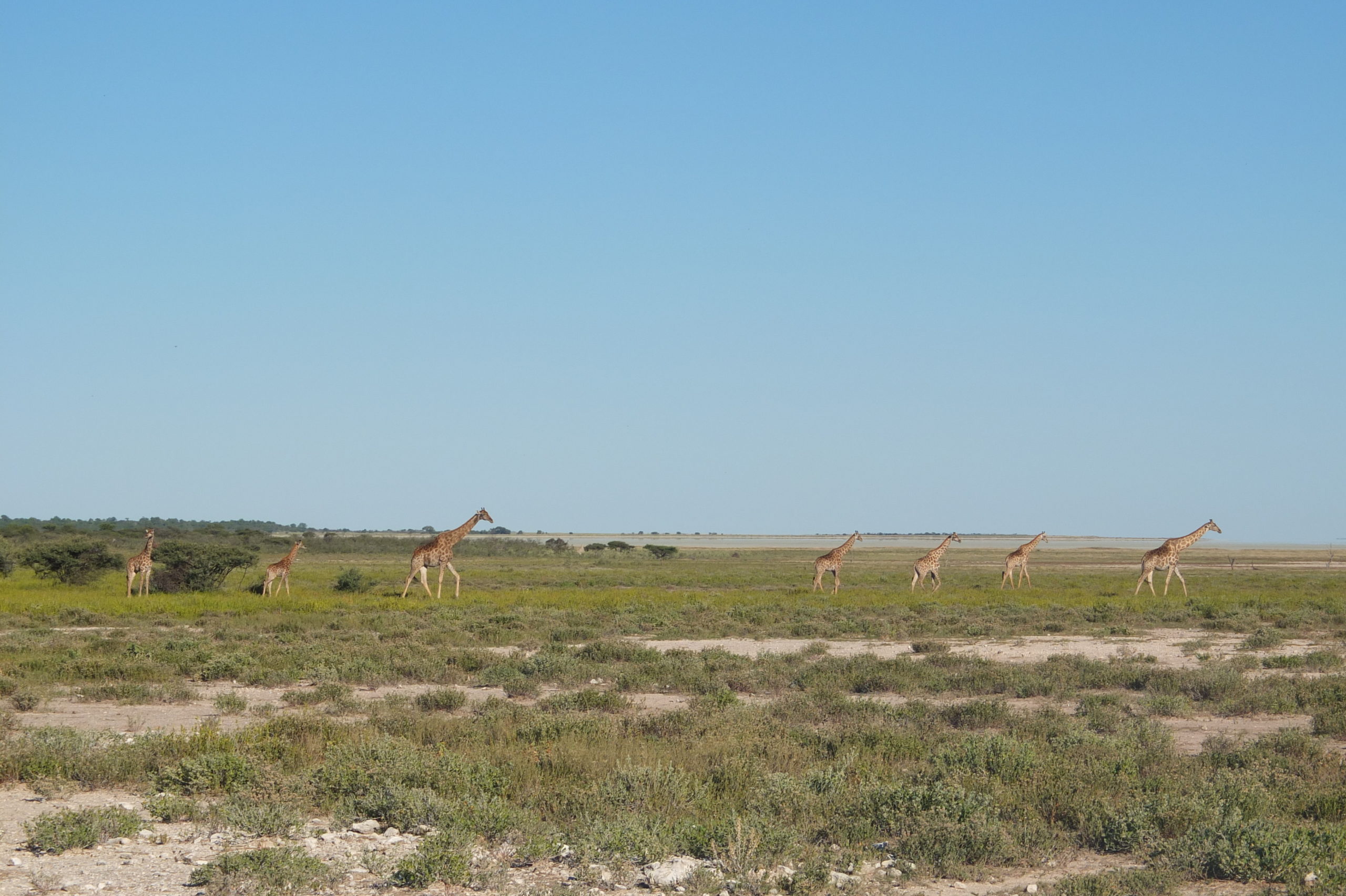 Fotografie | Giraffen in Namibië