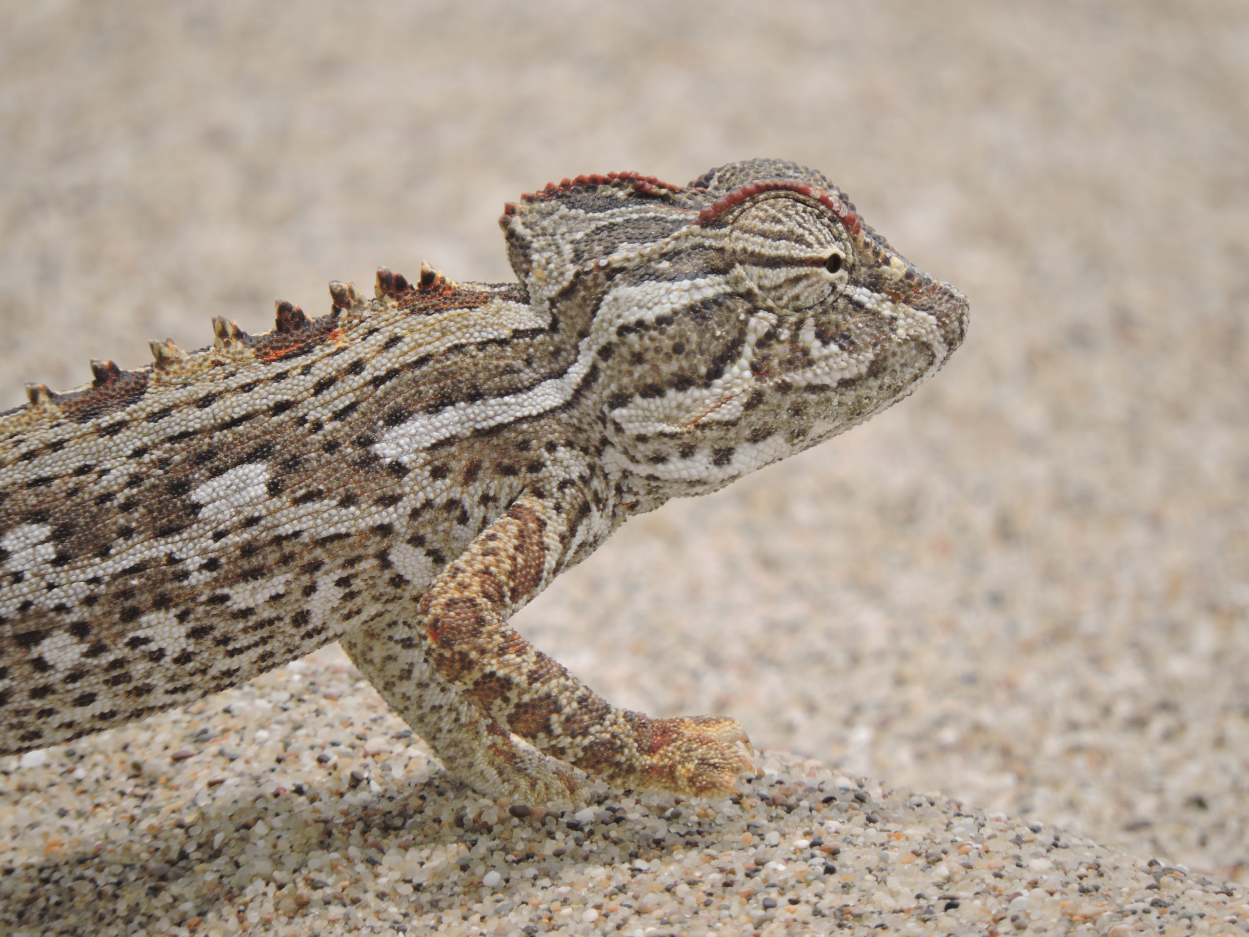 Fotografie | Kameleon in Namibië