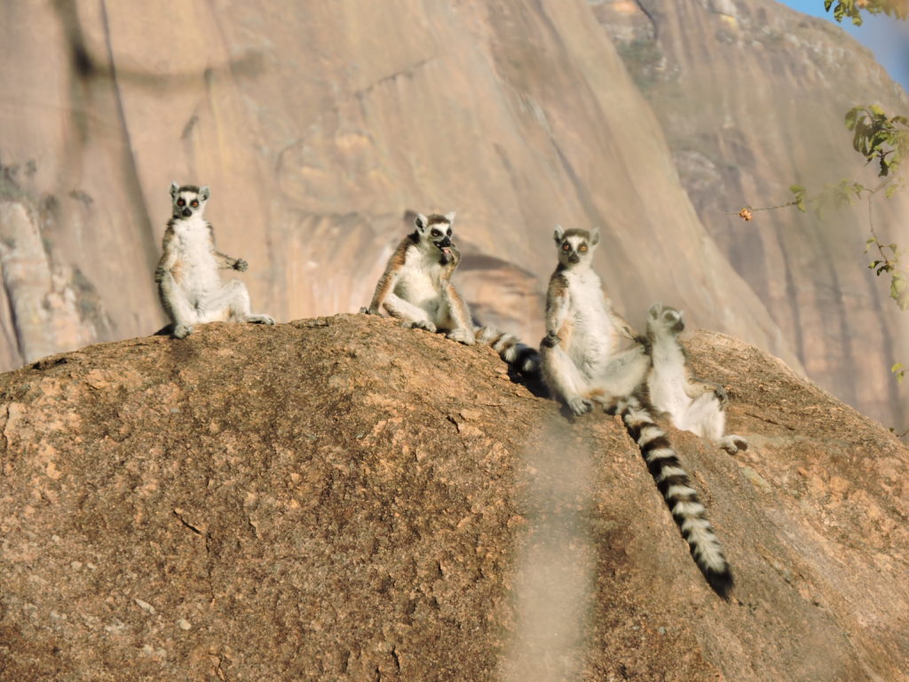 Fotografie | Lemuren in Madagascar