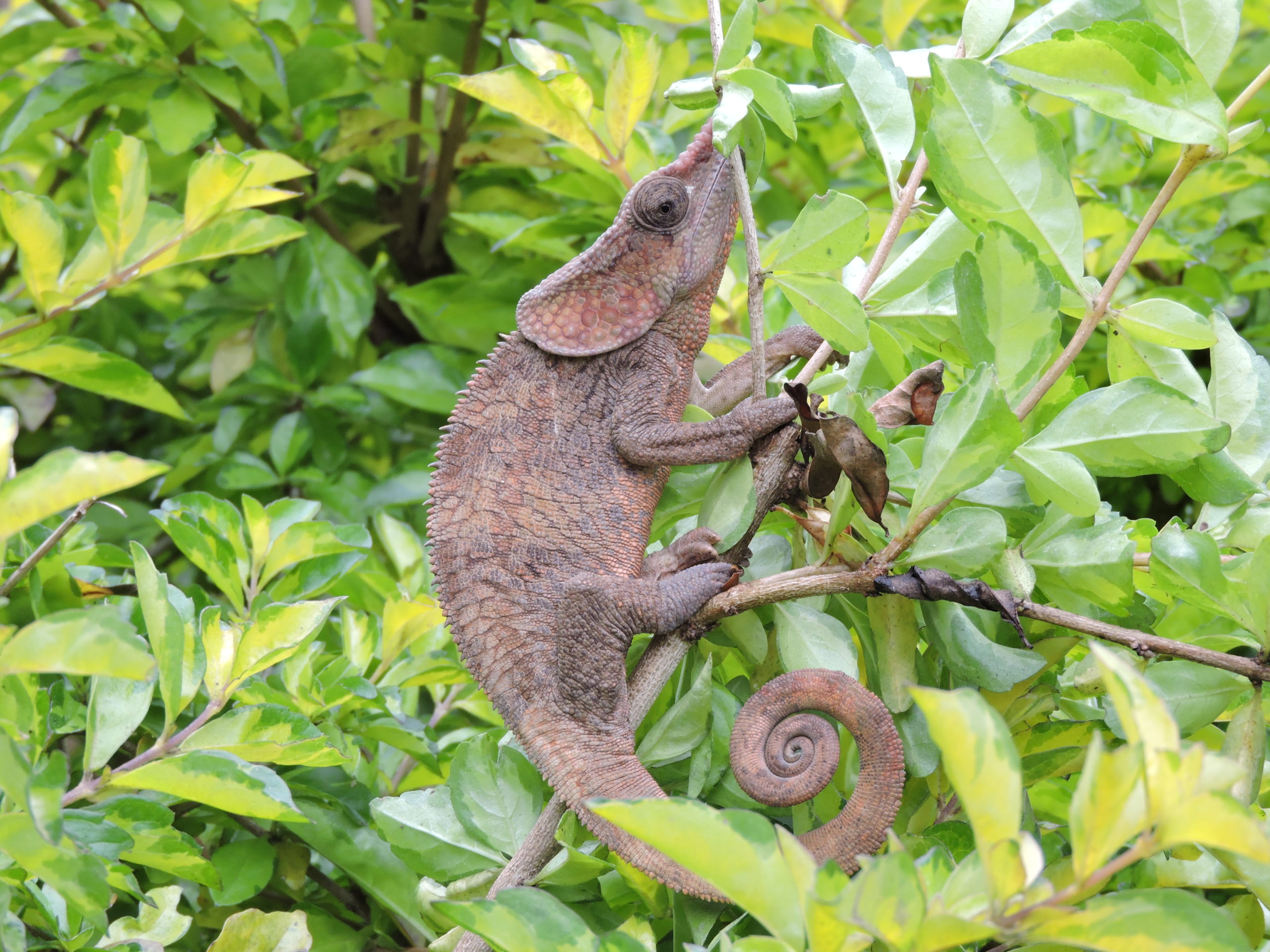 Fotografie | Kameleon in Madagascar