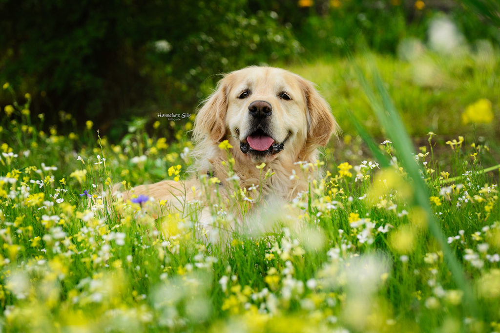 Hondenfotografie | Golden Retriever