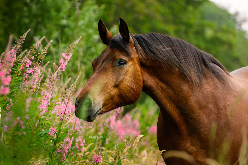 Paardenfotografie | Bruin paard tussen roze bloemen