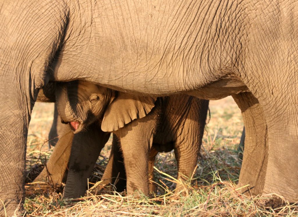 Fotografie | Baby olifant in Botswana