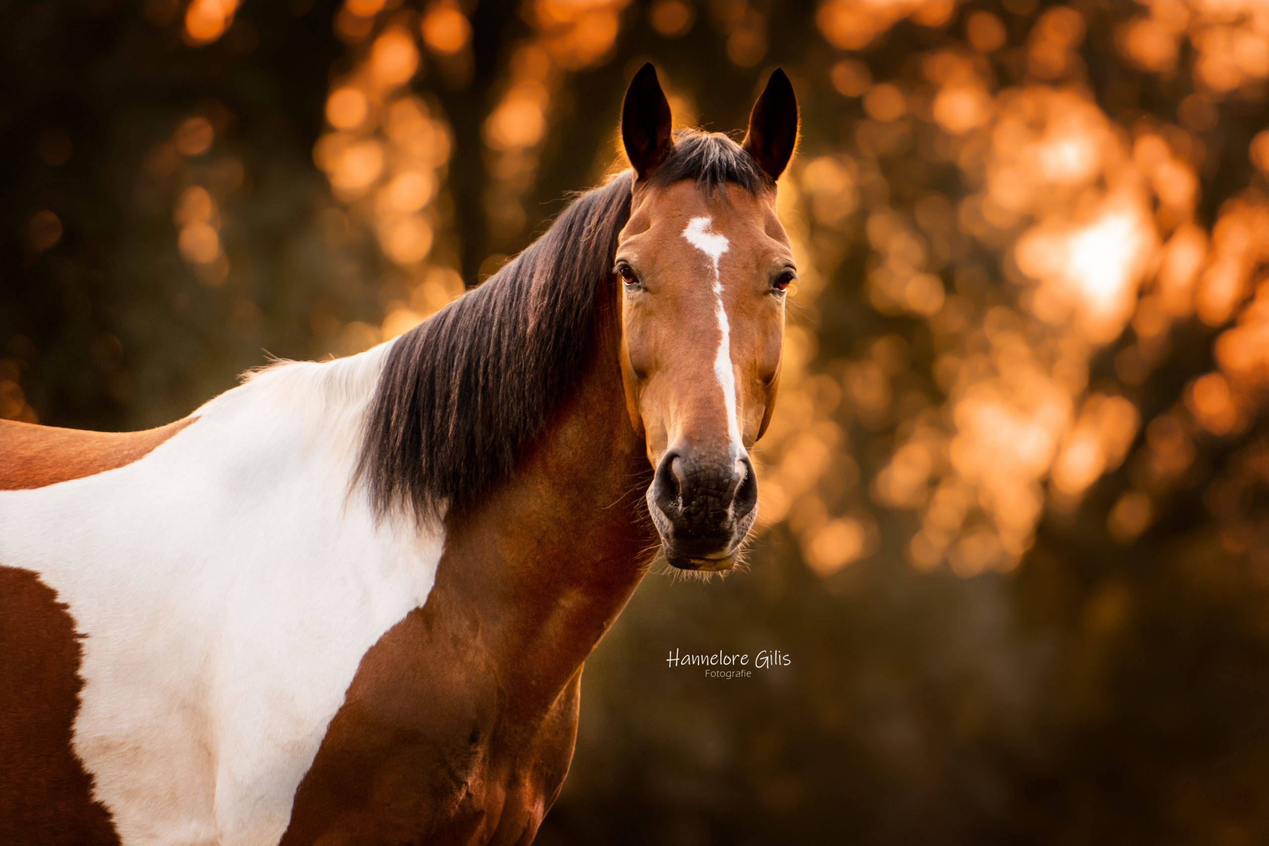 Paardenfotografie | Gevlekt paard op de weide aan stal