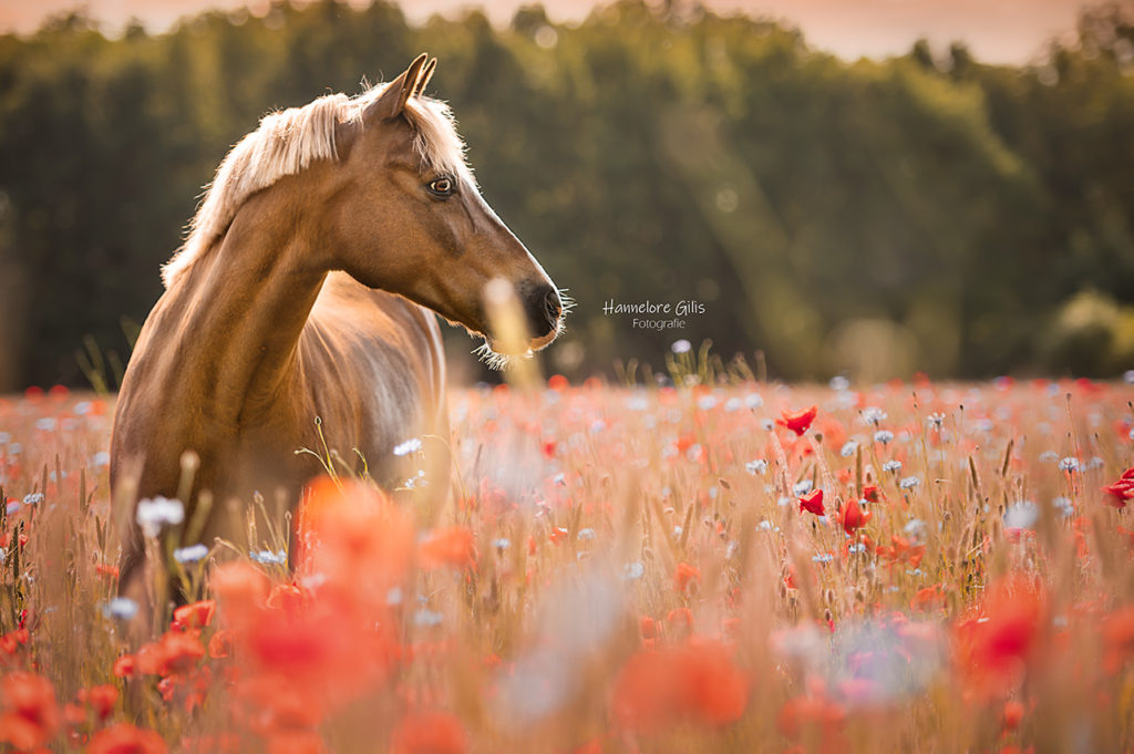 Paardenfotograaf Eindhoven Nederland