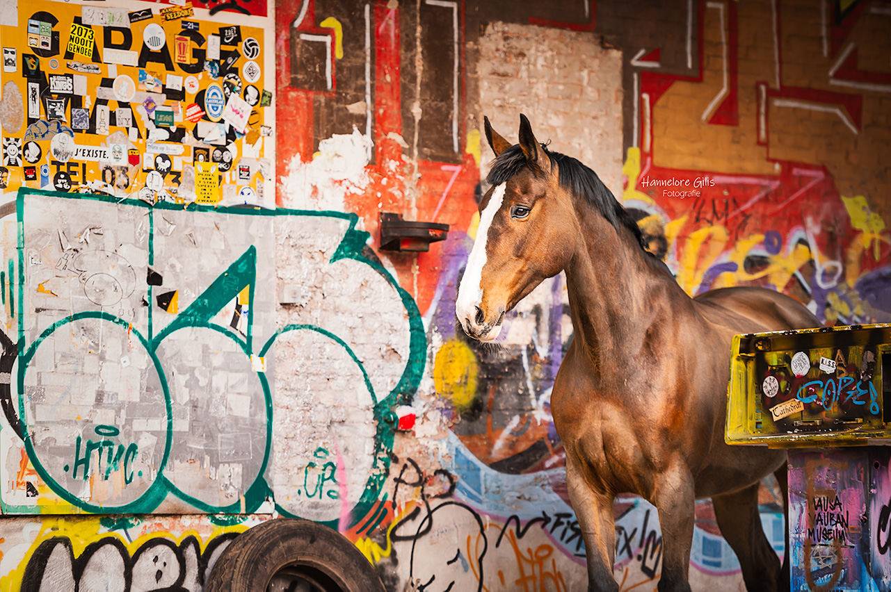Paardenfotografie Doel Antwerpen