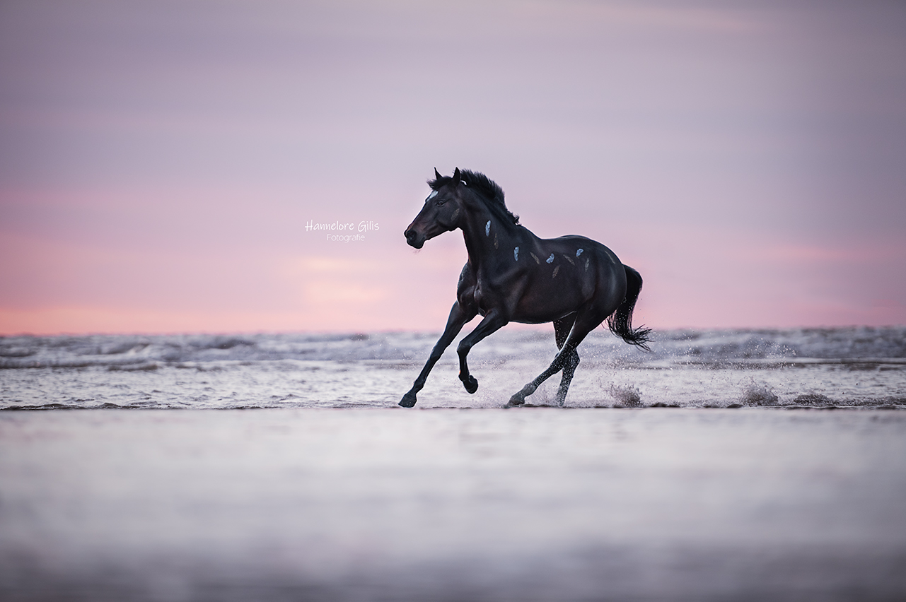 Paardenfotograaf West Vlaanderen Strand België