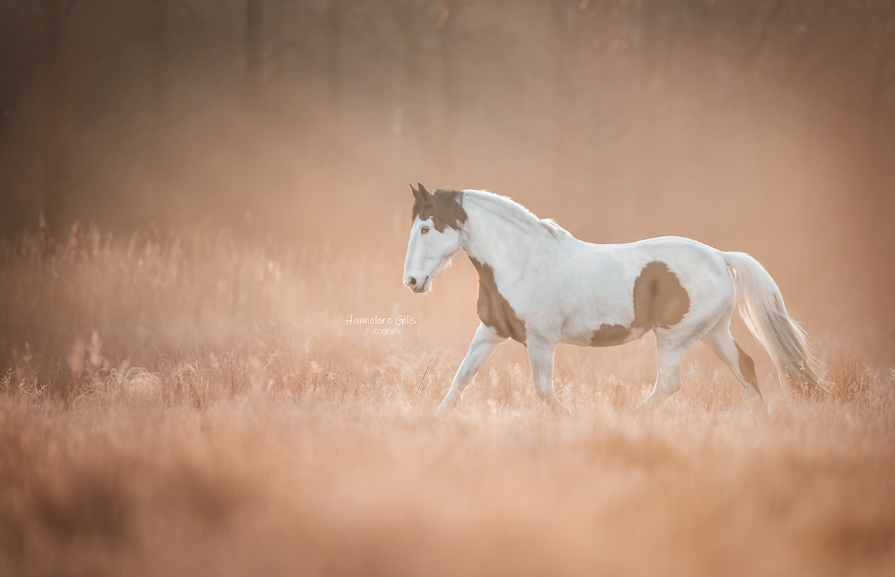 Paardenfotografie West Vlaanderen Beernem