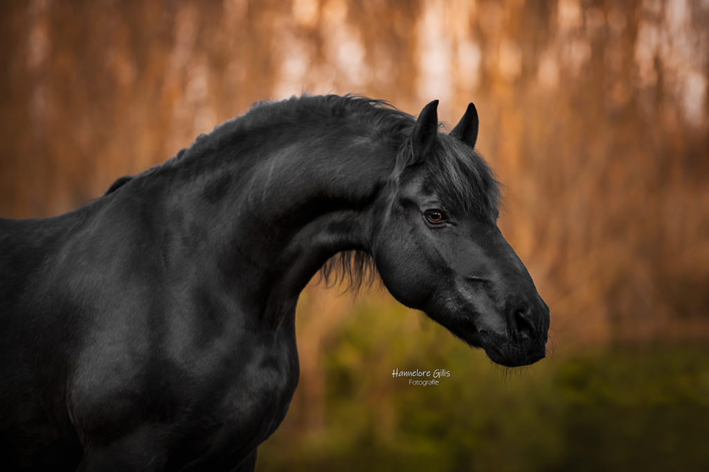 Paardenfotograaf West Vlaanderen België