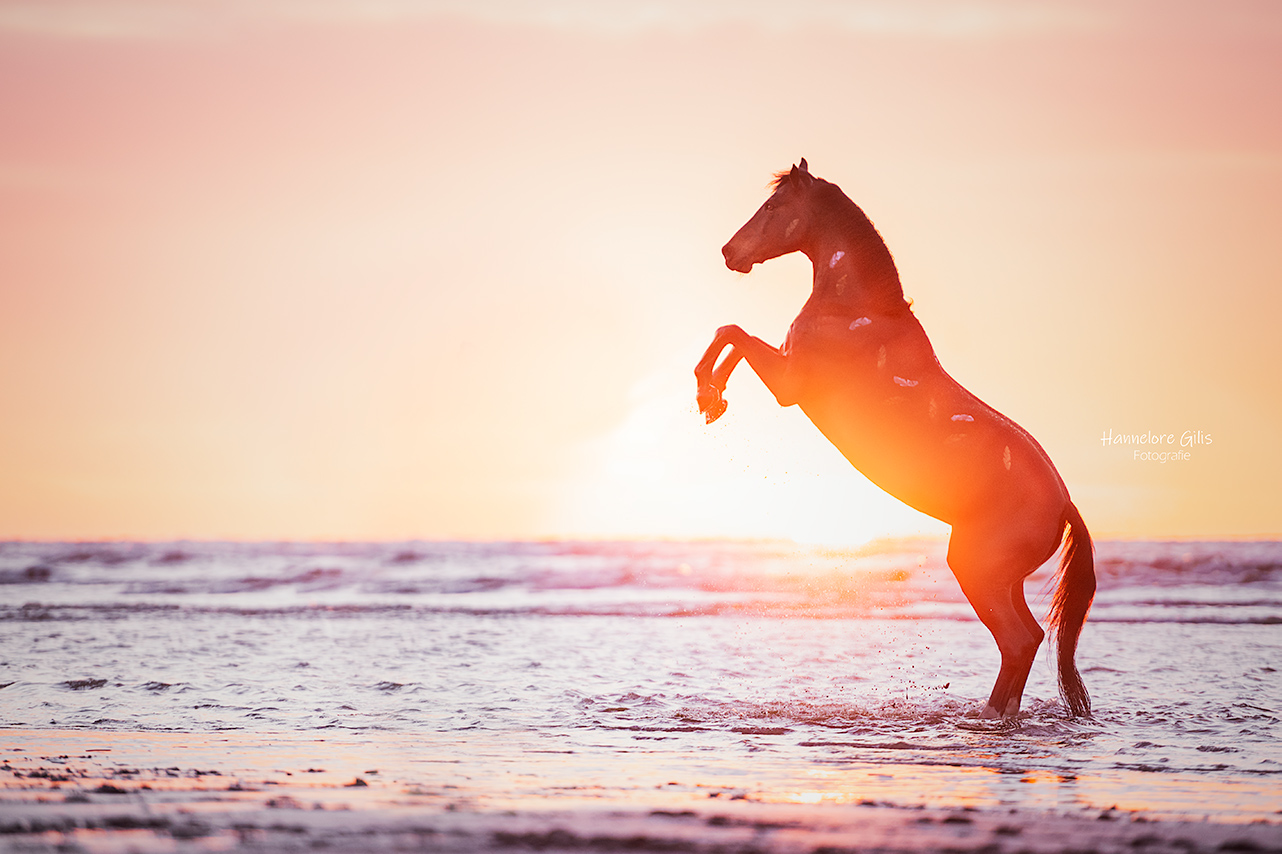 Paardenfotografie West Vlaanderen strand