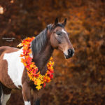 Gevlekt paard met herfstkrans tijdens paardenfotoshoot