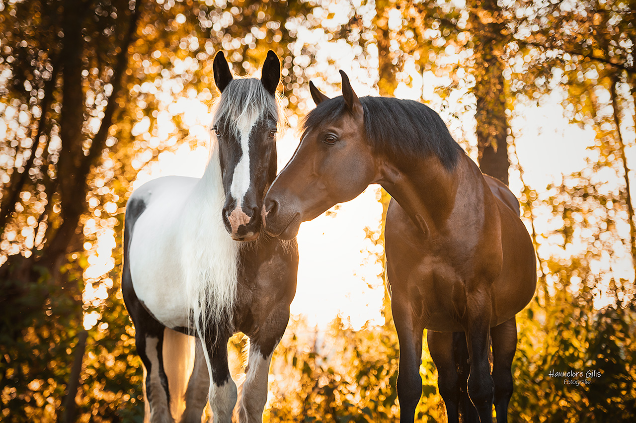 Gevlekt paard en bruin paard die elkaar een kus geven tijdens zonsondergang