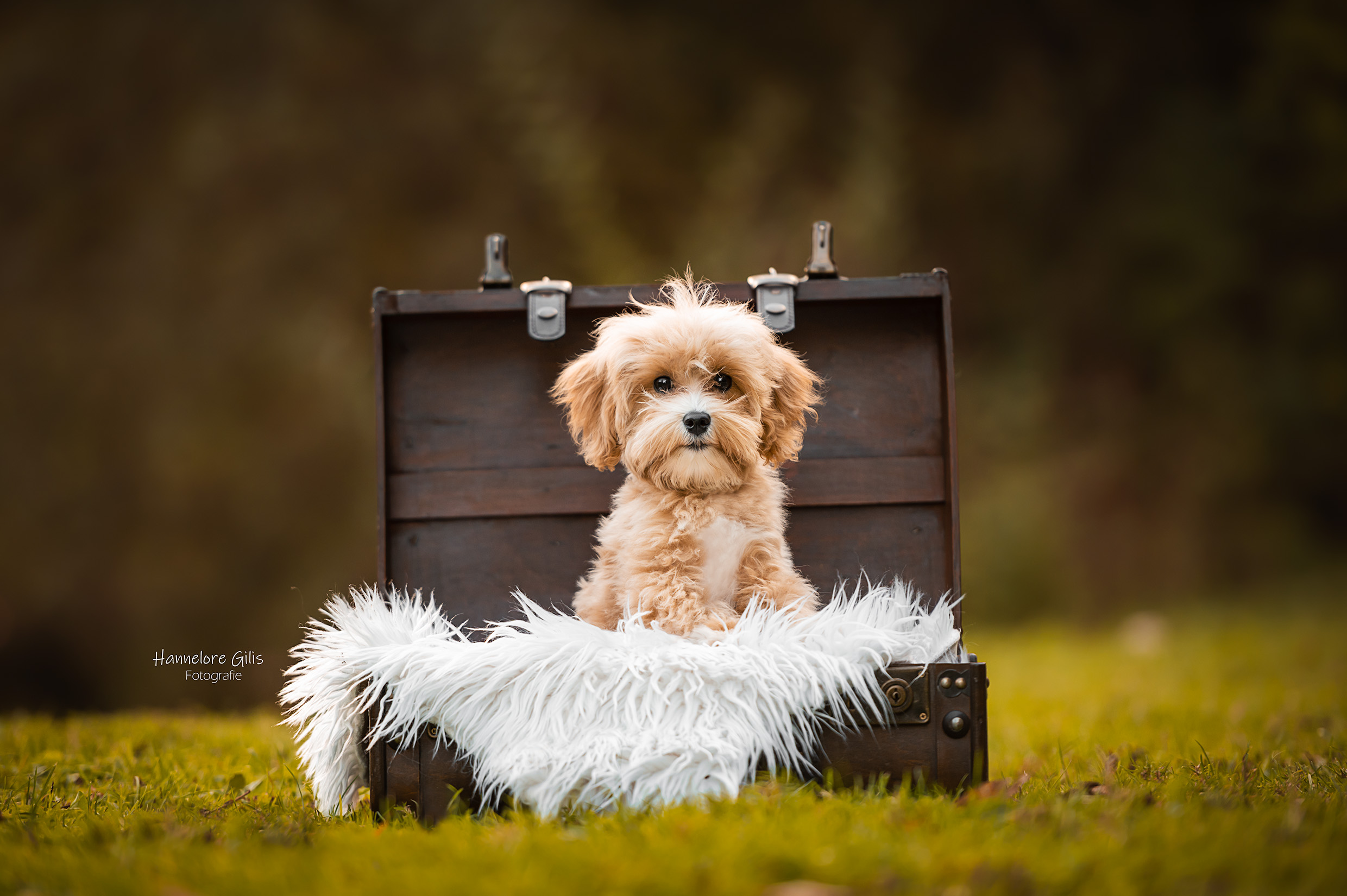 Maltipoo puppy in koffer