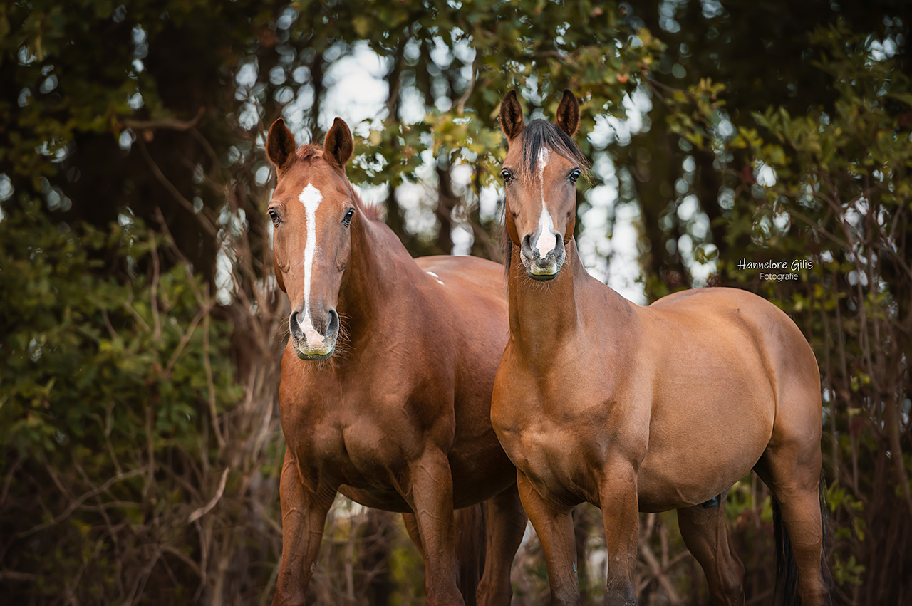 Twee bruine paarden